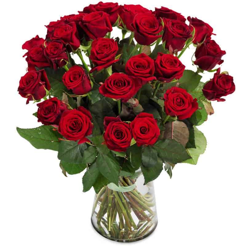 Red Roses Send Roses